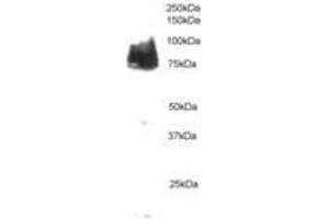 Image no. 1 for anti-Cortactin (CTTN) (AA 2-13) antibody (ABIN291053) (Cortactin antibody  (AA 2-13))