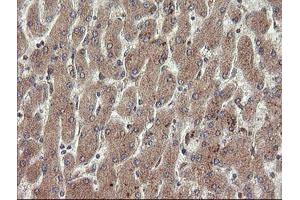 Image no. 4 for anti-Platelet/endothelial Cell Adhesion Molecule (PECAM1) antibody (ABIN1497247) (CD31 antibody)