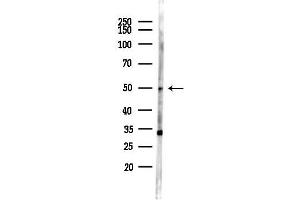 anti-RGM Domain Family, Member A (RGMA) (Internal Region) antibody