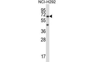 Western Blotting (WB) image for anti-Podocalyxin-Like 2 (PODXL2) antibody (ABIN2997428) (PODXL2 antibody)