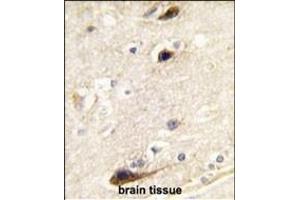 Formalin-fixed and paraffin-embedded human brain tissue reacted with PIP5K1B antibody (N-term) (ABIN392594 and ABIN2837989) , which was peroxidase-conjugated to the secondary antibody, followed by DAB staining. (PIP5K1B antibody  (N-Term))