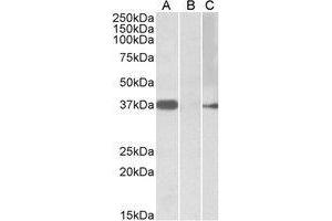 HEK293 lysate (10µg protein in RIPA buffer) overexpressing Human MYF6 with MYC tag probed with AP21502PU-N (0.