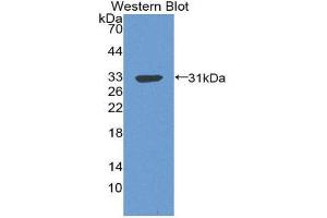 Western Blotting (WB) image for anti-Complement Component 4 Binding Protein, beta (C4BPB) (AA 18-252) antibody (ABIN1077884) (C4BPB antibody  (AA 18-252))