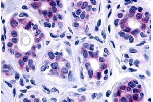 Anti-GPR115 antibody  ABIN1048693 IHC staining of human breast, epithelium.