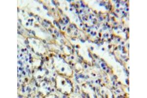 #VALUE! (CD6 antibody  (AA 30-204))