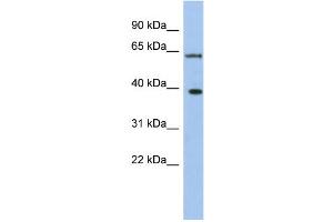 WB Suggested Anti-DDX3X Antibody Titration:  0. (DDX3X antibody  (N-Term))