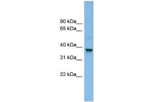 WB Suggested Anti-SLC30A3 Antibody Titration: 0.