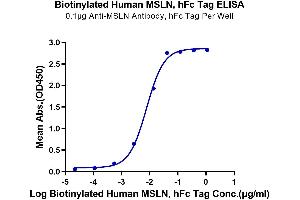 Immobilized Anti-MSLN Antibody, hFc Tag at 1 μg/mL (100 μL/well) on the plate.