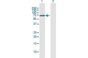 Western Blot analysis of WDR20 expression in transfected 293T cell line by WDR20 MaxPab polyclonal antibody. (WDR20 antibody  (AA 1-569))