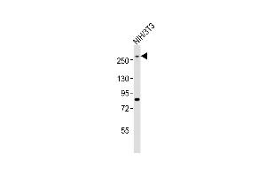 Anti-Med12 Antibody (C-term)at 1:1000 dilution + NIH/3T3 whole cell lysates Lysates/proteins at 20 μg per lane.