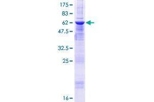 Zinc Finger, MYND Domain Containing 12 (ZMYND12) (AA 1-365) protein (GST tag)