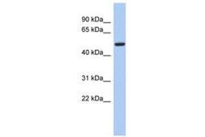 Image no. 1 for anti-F-Box Protein 3 (FBXO3) (AA 35-84) antibody (ABIN6743159) (F-Box Protein 3 antibody  (AA 35-84))