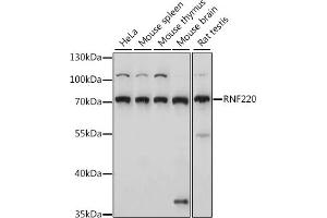 Western blot analysis of extracts of various cell lines, using RNF220 antibody (ABIN7270073) at 1:1000 dilution. (RNF220 antibody  (AA 267-566))