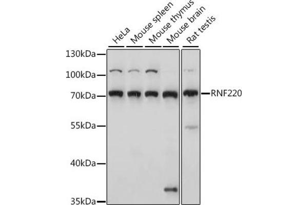 RNF220 anticorps  (AA 267-566)
