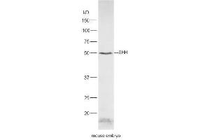 Mouse embryo lysates probed with Rabbit Anti-Shh Polyclonal Antibody, Unconjugated  at 1:5000 for 90 min at 37˚C.