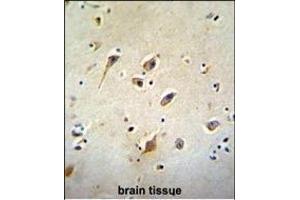 GOT1L1 Antibody (C-term) (ABIN655744 and ABIN2845190) immunohistochemistry analysis in formalin fixed and paraffin embedded human brain tissue followed by peroxidase conjugation of the secondary antibody and DAB staining. (GOT1L1 antibody  (C-Term))