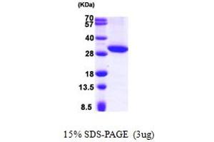 SDS-PAGE (SDS) image for Hydroxysteroid (17-Beta) Dehydrogenase 11 (HSD17B11) (AA 20-285) protein (His tag) (ABIN667857) (HSD17B11 Protein (AA 20-285) (His tag))