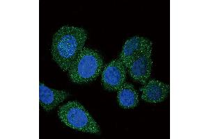 Confocal immunofluorescent analysis of ACSL4 (FACL4) Antibody with Hela cell followed by Alexa Fluor 488-conjugated goat anti-rabbit lgG (green). (ACSL4 antibody  (AA 236-267))