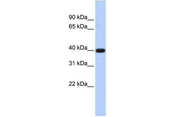 LPPR5 antibody  (N-Term)