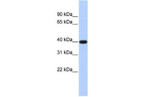 PAP2D antibody used at 1 ug/ml to detect target protein. (LPPR5 antibody  (N-Term))