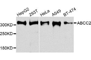 Western blot analysis of extracts of various cell lines, using ABCC2 antibody. (ABCC2 antibody)