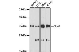 CLN8 antibody