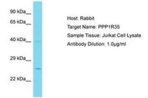Image no. 1 for anti-Protein Phosphatase 1, Regulatory Subunit 35 (PPP1R35) (N-Term) antibody (ABIN6750778) (PPP1R35 antibody  (N-Term))