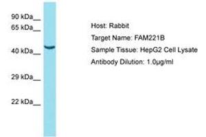 Image no. 1 for anti-Family with Sequence Similarity 221, Member B (FAM221B) (AA 151-200) antibody (ABIN6750813) (FAM221B antibody  (AA 151-200))