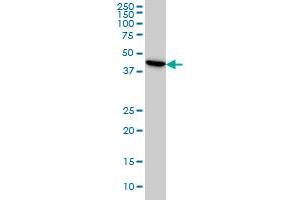 ADRM1 monoclonal antibody (M01), clone 3C6 Western Blot analysis of ADRM1 expression in HeLa . (ADRM1 antibody  (AA 18-407))