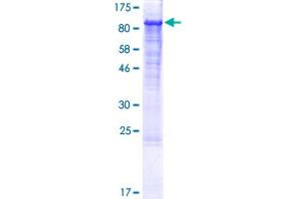 ITGB1 Protein (AA 1-798) (GST tag)