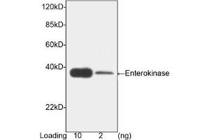 Image no. 1 for anti-Transmembrane Protease, serine 15 (TMPRSS15) (AA 848-1035) antibody (ABIN393116) (TMPRSS15 antibody  (AA 848-1035))