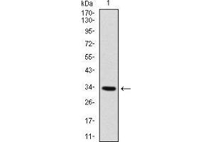 Western blot analysis using MYF6 mAb against human MYF6 recombinant protein. (MYF6 antibody  (AA 85-150))
