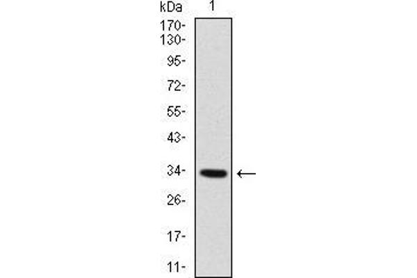 MYF6 抗体  (AA 85-150)