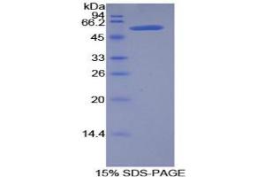 SDS-PAGE analysis of Rat Kallikrein 6 Protein.