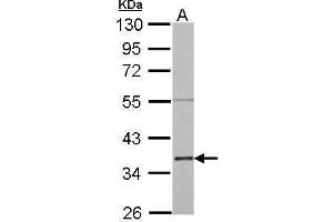 WB Image Annexin II antibody detects ANXA2 protein by Western blot analysis. (Annexin A2 antibody)