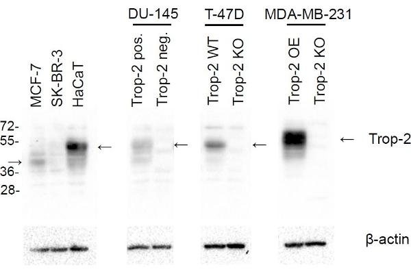 TACSTD2 antibody