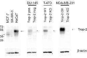 Western blotting analysis of human TROP2 using mouse monoclonal antibody TrMab-6 on lysates of MCF-7, SK-BR-3, and HaCaT cell lines, TROP2-positive and TROP2-negative DU-145 cells, wild-type T-47D and TROP2 knock-out T-47D cells, and TROP2 over-expressing and knock-out MDA-MB-231 cells. (TACSTD2 antibody)
