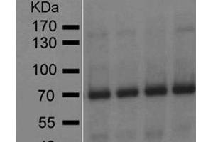 Image no. 1 for anti-Glutamate Decarboxylase 2 (Pancreatic Islets and Brain, 65kDa) (GAD2) (AA 4-22) antibody (ABIN7278754) (GAD65 antibody  (AA 4-22))