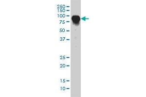 DAF monoclonal antibody (M01), clone 1G3 Western Blot analysis of DAF expression in HeLa . (CD55 antibody  (AA 35-134))