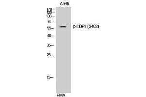 Western Blotting (WB) image for anti-HMG Box-Containing Protein 1 (HBP1) (pSer402) antibody (ABIN3182263) (HBP1 antibody  (pSer402))