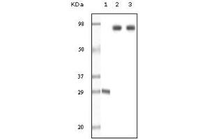 Western Blotting (WB) image for anti-Dynamin 1 (DNM1) (truncated) antibody (ABIN2464046) (Dynamin 1 antibody  (truncated))