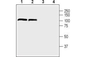 Western blot analysis of mouse (lanes 1 and 3) and rat (lanes 2 and 4) brain lysate:1,2.