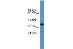 WB Suggested Anti-Synpr Antibody Titration: 0.