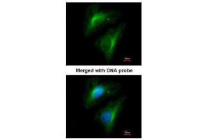 ICC/IF Image Immunofluorescence analysis of paraformaldehyde-fixed HeLa, using Importin 13, antibody at 1:200 dilution. (IPO13 antibody  (C-Term))