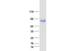 Western Blotting (WB) image for Poliovirus Receptor-Related 2 (Herpesvirus Entry Mediator B) (PVRL2) protein (Myc-DYKDDDDK Tag) (ABIN2713372)