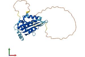 AlphaFold protein structure predicition of Mouse Recombinant Maf1 Protein, UniprotID Q9D0U6