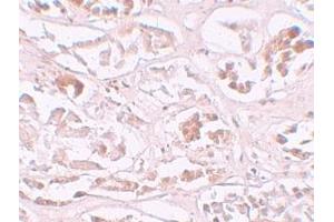 Immunohistochemistry (IHC) image for anti-AlkB, Alkylation Repair Homolog 2 (ALKBH2) (C-Term) antibody (ABIN1030233) (ALKBH2 antibody  (C-Term))