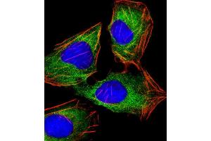 Immunofluorescent analysis of 4% paraformaldehyde-fixed, 0. (HINT1 antibody)