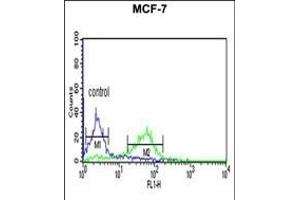 CENPN Antibody (C-term) (ABIN651105 and ABIN2840073) flow cytometric analysis of MCF-7 cells (right histogram) compared to a negative control cell (left histogram).