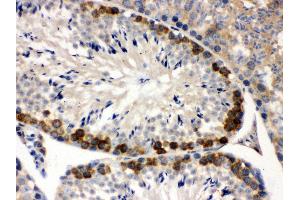 Anti- YB1 Picoband antibody,IHC(P) IHC(P): Mouse Testis Tissue (YBX1 antibody  (C-Term))